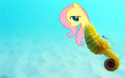 Size: 1666x1042 | Tagged: safe, fluttershy, sea pony, seahorse, barely pony related, ocean, seapony fluttershy