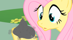 Size: 640x355 | Tagged: safe, screencap, fluttershy, philomena, pegasus, pony, a bird in the hoof, ash, caption, youtube caption