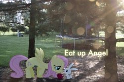 Size: 2464x1632 | Tagged: safe, artist:oppositebros, angel bunny, fluttershy, pony, apple, irl, photo, ponies in real life, text, trampoline