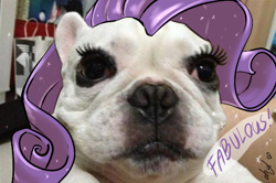 Size: 640x426 | Tagged: safe, edit, rarity, dog, animal, fabulous, irl, irl dog, photo, real