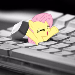 Size: 1600x1600 | Tagged: safe, fluttershy, pegasus, pony, i hid in your keyboard, meme