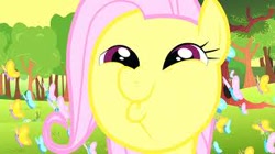 Size: 300x168 | Tagged: safe, fluttershy, pegasus, pony, dashface, female, mare, pink mane, yellow coat