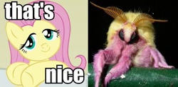Size: 809x399 | Tagged: safe, fluttershy, shutterfly, moth, pegasus, pony, image macro, rosy maple moth, that's nice
