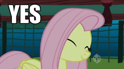 Size: 1440x805 | Tagged: safe, fluttershy, pegasus, pony, female, image macro, mare, pink mane, yellow coat, yes