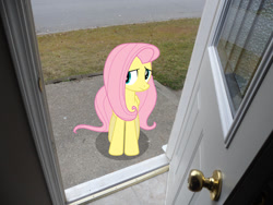 Size: 900x675 | Tagged: safe, artist:johsmen, fluttershy, pony, irl, photo, ponies in real life, vector