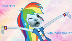 Size: 4000x2277 | Tagged: safe, artist:maggiethecatwithablo, derpibooru import, rainbow dash, cat, equestria girls, solo, wat