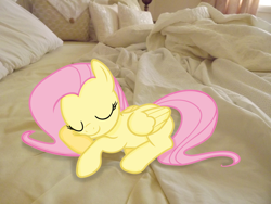 Size: 4288x3216 | Tagged: safe, artist:missbeigepony, artist:teiptr, fluttershy, pegasus, pony, bed, eyes closed, irl, photo, ponies in real life, sleeping, smiling, solo, vector