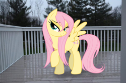 Size: 960x635 | Tagged: safe, artist:camike1234, fluttershy, pony, irl, photo, ponies in real life, vector, wet mane