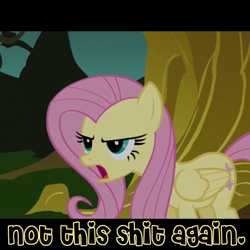 Size: 480x480 | Tagged: safe, fluttershy, pegasus, pony, caption, female, mare, reaction image, vulgar