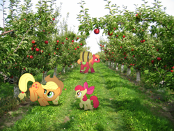 Size: 1600x1200 | Tagged: safe, apple bloom, applejack, big macintosh, pony, irl, photo, ponies in real life, vector