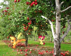 Size: 500x394 | Tagged: safe, artist:theotherainbowdasher, apple bloom, applejack, apple, applebucking, irl, photo, ponies in real life