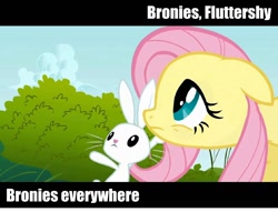 Size: 1400x1121 | Tagged: safe, edit, edited screencap, screencap, angel bunny, fluttershy, pegasus, pony, dragonshy, duo, meme, x x everywhere