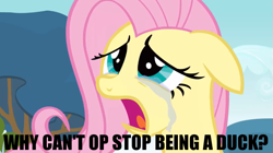 Size: 853x478 | Tagged: safe, fluttershy, pegasus, pony, crying, fluttercry, image macro, op, op is a cuck, op is fluttershy