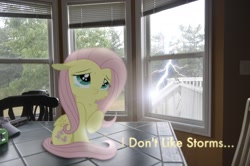 Size: 2464x1632 | Tagged: safe, artist:oppositebros, fluttershy, pegasus, pony, cheek fluff, chest fluff, floppy ears, irl, lightning, photo, ponies in real life, raised hoof, sitting, solo, teary eyes, text, tiny, vector