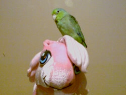 Size: 640x480 | Tagged: safe, pinkie pie, g3, irl, parrotlet, pet, photo, plushie, toy