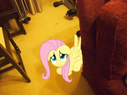 Size: 4032x3024 | Tagged: safe, artist:jetrixwolf, fluttershy, pony, hiding, irl, photo, ponies in real life, sofa, vector