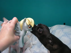 Size: 1024x768 | Tagged: safe, derpy hooves, dog, human, g4, chihuahua, cute, funko, hand, irl, irl dog, irl human, photo, toy