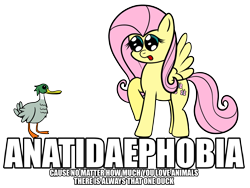 Size: 1000x751 | Tagged: safe, artist:chibi95, fluttershy, duck, pegasus, pony, image macro, op, scared, text