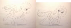 Size: 1414x564 | Tagged: safe, artist:thefriendlyelephant, flash sentry, sunset shimmer, pegasus, pony, unicorn, collaboration, duo, lineart, racing, running, sketch, traditional art