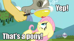 Size: 850x468 | Tagged: safe, screencap, discord, fluttershy, pegasus, pony, keep calm and flutter on, hub logo, image macro, magnifying glass