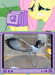 Size: 563x768 | Tagged: safe, fluttershy, dinosaur, pegasus, pony, exploitable meme, fluttercry, meme, tv meme