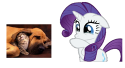 Size: 1104x602 | Tagged: safe, screencap, rarity, cat, pony, unicorn, crying, cute, puppy