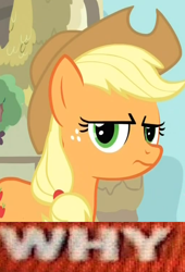 Size: 518x760 | Tagged: safe, applejack, earth pony, pony, expand dong, exploitable meme, image macro, meme, reaction image, solo, tony kornheiser, why.jpg