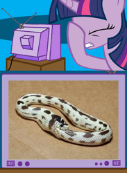 Size: 438x600 | Tagged: safe, derpibooru import, twilight sparkle, snake, autocannibalism, cannibalism, exploitable meme, facehoof, meme, ouroboros, tv meme