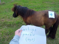 Size: 960x720 | Tagged: safe, derpibooru import, twilight sparkle, horse, pony, hoers, irl horse, real pony, realistic, seems legit, shetland pony