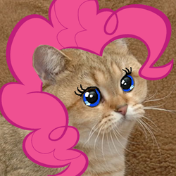 Size: 250x250 | Tagged: safe, pinkie pie, cat, barely pony related, grafics cat, photoshop, starecat