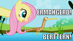 Size: 1280x720 | Tagged: safe, edit, edited screencap, screencap, fluttershy, bird, pegasus, pony, the ticket master, bittern, ermahgerd, female, image macro, impact font, mare, meme