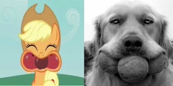 Size: 512x256 | Tagged: safe, applejack, dog, earth pony, pony, apple family reunion, apple, ball, irl dog