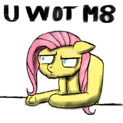 Size: 1000x1000 | Tagged: artist needed, safe, fluttershy, pegasus, pony, female, mare, reaction image, u wot m8