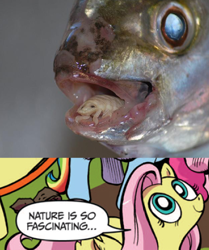 Size: 391x467 | Tagged: safe, idw, fluttershy, fish, pegasus, pony, blue coat, blue eyes, cymothoa exigua, dialogue, exploitable meme, female, isopod, looking up, mare, meme, multicolored tail, nature is so fascinating, nightmare fetishist, parasite, pink coat, pink mane, smiling, speech bubble, tongue eating isopod, wings, yellow coat