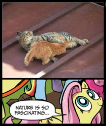 Size: 397x473 | Tagged: safe, fluttershy, cat, pegasus, pony, blue coat, blue eyes, breastfeeding, dialogue, exploitable meme, female, looking up, mare, meme, multicolored tail, nature is so fascinating, nonsexual nursing, nursing, pink coat, pink mane, smiling, speech bubble, suckling, wings, yellow coat