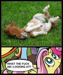 Size: 397x473 | Tagged: safe, idw, fluttershy, pegasus, pony, blue coat, blue eyes, cute, dialogue, exploitable meme, female, foal, looking up, mare, meme, multicolored tail, nature is so fascinating, pink coat, pink mane, real pony, smiling, speech bubble, vulgar, wings, yellow coat