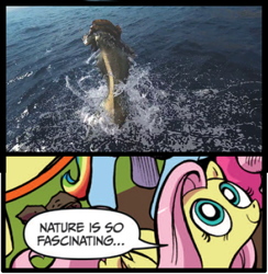 Size: 397x406 | Tagged: safe, fluttershy, pegasus, pony, blue coat, blue eyes, comic, dialogue, exploitable meme, female, lagiacrus, looking up, mare, meme, monster hunter, monster hunter 3 ultimate, multicolored tail, nature is so fascinating, pink coat, pink mane, smiling, speech bubble, wings, yellow coat