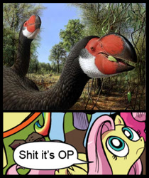 Size: 397x473 | Tagged: safe, idw, fluttershy, pegasus, pony, blue coat, blue eyes, bullockornis, dialogue, exploitable meme, female, inverted mouth, looking up, mare, meme, meta, multicolored tail, nature is so fascinating, op, op is a cuck, pink coat, pink mane, smiling, speech bubble, vulgar, wings, yellow coat