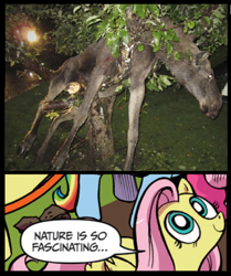 Size: 396x473 | Tagged: safe, fluttershy, moose, pegasus, pony, blue coat, blue eyes, dialogue, drunk, exploitable meme, female, looking up, mare, meme, multicolored tail, nature is so fascinating, pink coat, pink mane, smiling, speech bubble, sweden, wings, yellow coat