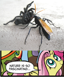 Size: 391x473 | Tagged: safe, idw, fluttershy, pegasus, pony, tarantula, blue coat, blue eyes, dialogue, exploitable meme, female, looking up, mare, meme, multicolored tail, nature is so fascinating, pink coat, pink mane, smiling, speech bubble, tarantula hawk, wasp, wings, yellow coat