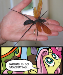 Size: 397x473 | Tagged: safe, fluttershy, pegasus, pony, blue coat, blue eyes, dialogue, exploitable meme, female, looking up, mare, meme, multicolored tail, nature is so fascinating, pink coat, pink mane, smiling, speech bubble, tarantula hawk, wings, yellow coat