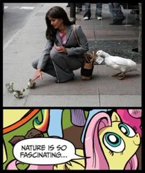 Size: 398x473 | Tagged: safe, fluttershy, duck, human, pegasus, pony, blue coat, blue eyes, dialogue, duckling, exploitable meme, female, looking up, mare, meme, money, multicolored tail, nature is so fascinating, pink coat, pink mane, smiling, speech bubble, stealing, wings, yellow coat