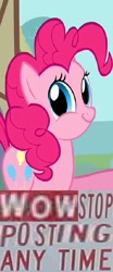 Size: 360x867 | Tagged: safe, pinkie pie, earth pony, pony, caption, expand dong, it's time to stop posting, meme, twiface, why.jpg