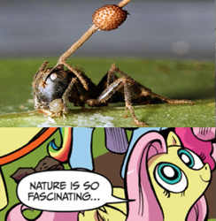 Size: 585x600 | Tagged: safe, fluttershy, pegasus, pony, zombie, ant, blue coat, blue eyes, cordyceps, dialogue, exploitable meme, female, fungus, looking up, mare, meme, mind control, multicolored tail, nature is so fascinating, no seriously that ant is now a zombie ant, ophiocordyceps unilateralis, pink coat, pink mane, smiling, speech bubble, wings, yellow coat