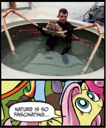 Size: 587x706 | Tagged: safe, fluttershy, crab, pegasus, pony, blue coat, blue eyes, dialogue, exploitable meme, female, giant crab, hug, japanese spider crab, looking up, mare, meme, multicolored tail, nature is so fascinating, pink coat, pink mane, smiling, speech bubble, wings, yellow coat