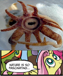 Size: 391x473 | Tagged: safe, idw, fluttershy, pegasus, pony, squid, blue coat, blue eyes, dialogue, exploitable meme, female, looking up, mare, meme, multicolored tail, nature is so fascinating, pink coat, pink mane, smiling, speech bubble, wings, yellow coat