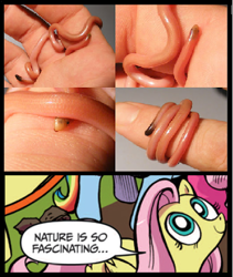 Size: 398x472 | Tagged: safe, fluttershy, pegasus, pony, snake, adoracreepy, ambiguously adorable, blue coat, blue eyes, creepy, cute, dialogue, exploitable meme, female, long-beaked blindsnake, looking up, mare, meme, multicolored tail, nature is so fascinating, pink coat, pink mane, ramphotyphlops grypus, smiling, speech bubble, wings, yellow coat