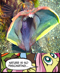 Size: 390x470 | Tagged: safe, idw, fluttershy, fish, pegasus, pony, blue coat, blue eyes, dialogue, exploitable meme, female, looking up, mare, meme, multicolored tail, nature is so fascinating, pink coat, pink mane, sarcastic fringehead, smiling, speech bubble, wings, yellow coat