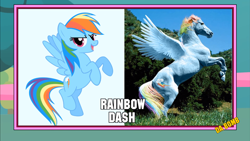 Size: 1366x768 | Tagged: safe, derpibooru import, rainbow dash, image macro, irl, meme, photo, photoshop, recolored hoers, wat