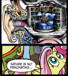 Size: 409x460 | Tagged: safe, fluttershy, pegasus, pony, spider, blue coat, blue eyes, dialogue, ear, exploitable meme, female, jumping spider, looking up, mare, meme, multicolored tail, nature is so fascinating, pink coat, pink mane, smiling, speech bubble, wings, yellow coat